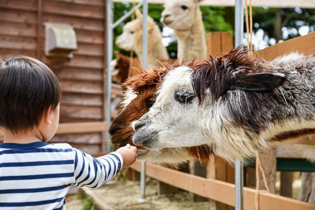Kinderboerderij in Delft met kinderen die dieren voeren en educatieve activiteiten ondernemen