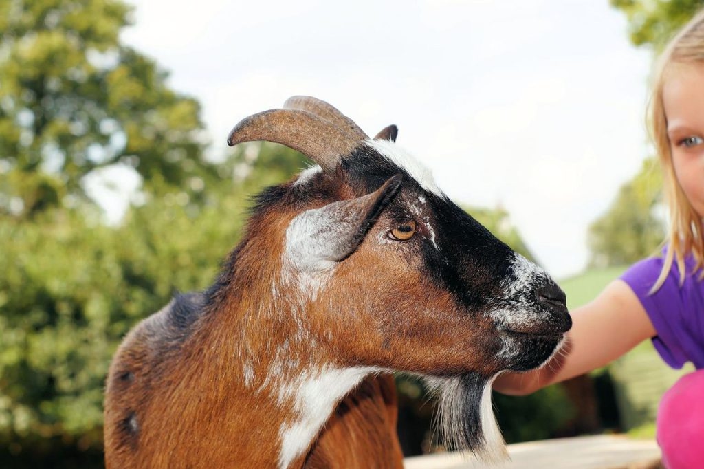 Kinderboerderij in Zutphen met dieren en bezoekers - ideale dag voor gezinnen